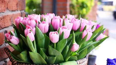 pink tulips in basket