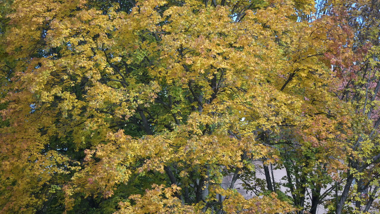 Autumn trees with golden and orange foliage