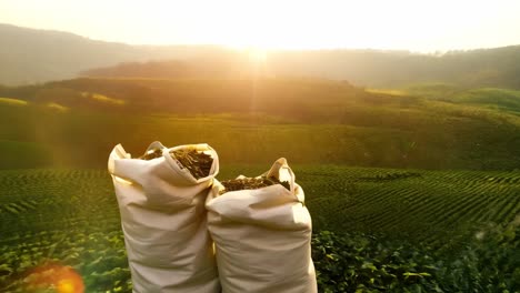 Tea Harvest at Sunrise