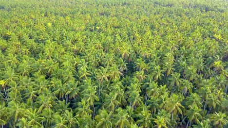 endless palm or coconut tree groves on the tropical island paradise of teraina island kiribati micronesia pacific islands