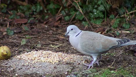 Collared-Dove-feeding-on-bird-seed-on-a-front-lawn