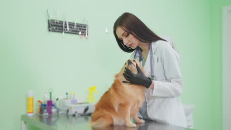 veterinary examination of a dog