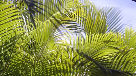 close-up of lush green palm leaves in bright sunlight