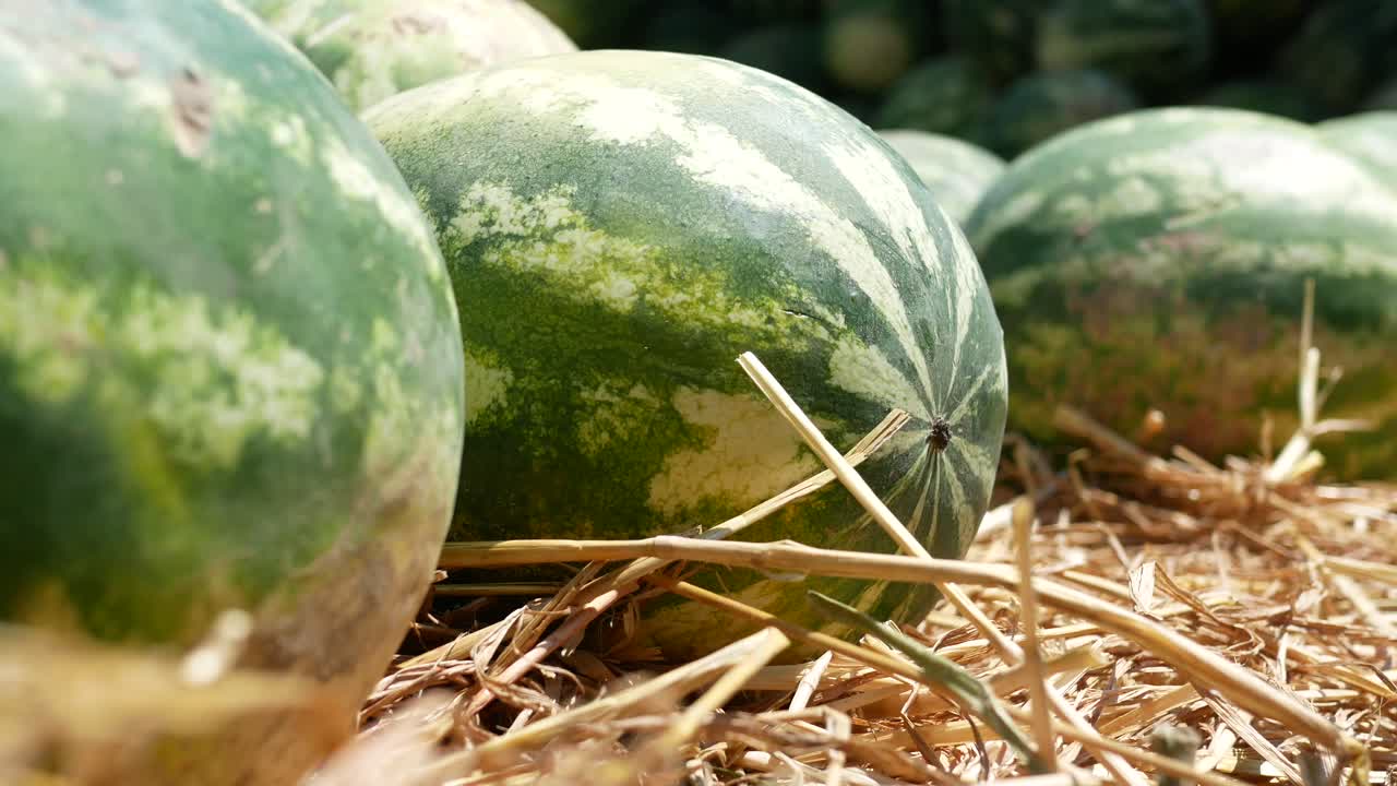 풀 에 놓인 수박