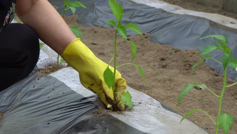 old woman hands putting pepper seedlings in the ground covered with mulch film in a farm