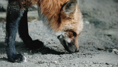 a fox sniffing something at the ground - close up