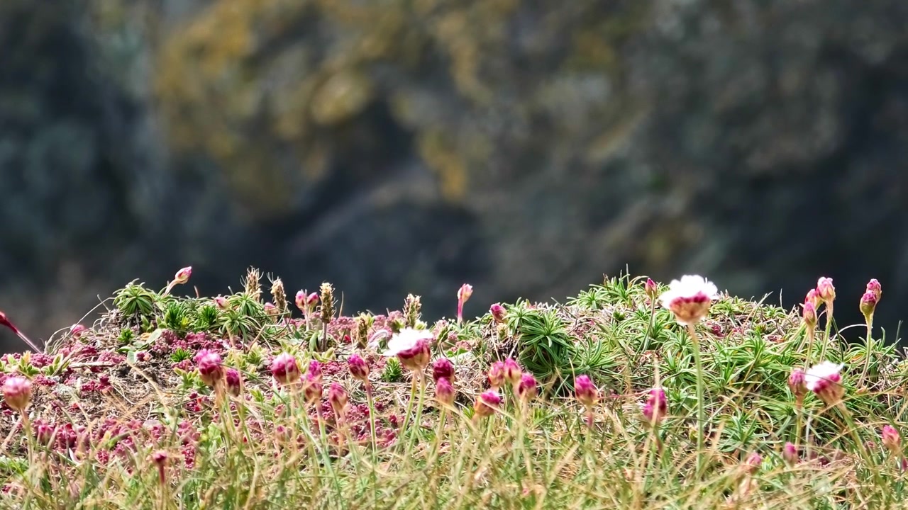 Strandnelliker og vild naturlig skønhed på klippetoppen i det tidlige forår på den irske kyst, Irland – episke steder.