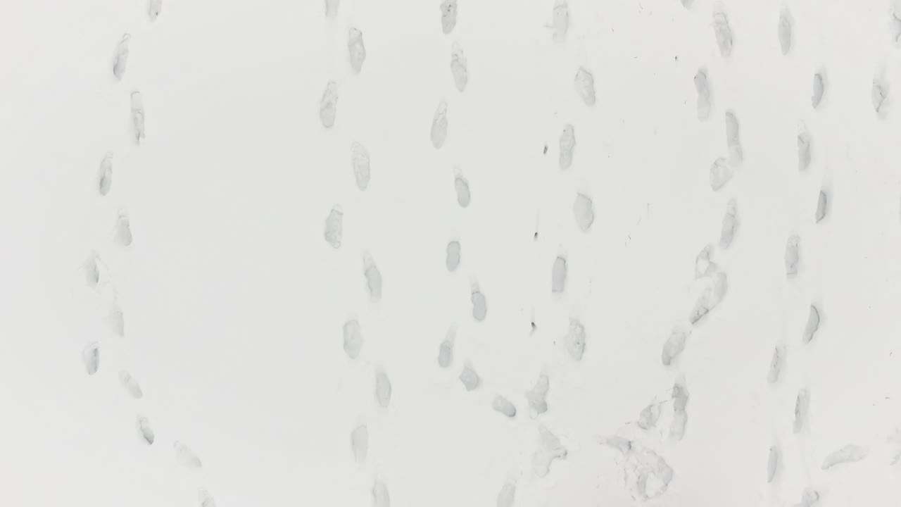 눈 속의 동물의 발자국