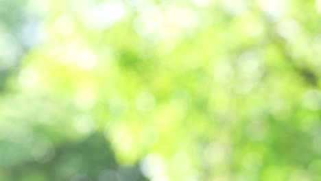 hermoso jardín natural verde fondo borroso, borroso verde bokeh luz jardín natural al aire libre, 4k.