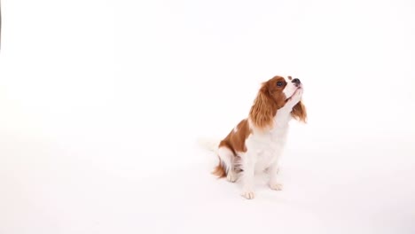 small dog sitting in front of white background barking