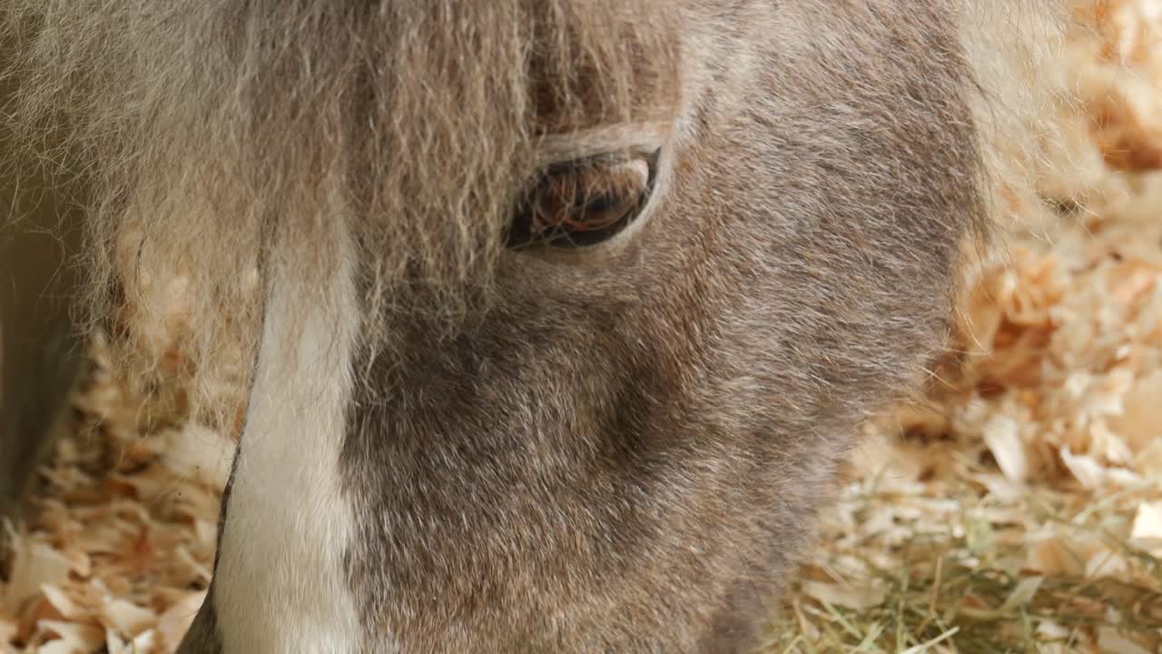 Pony in miniatura che bruca l'erba