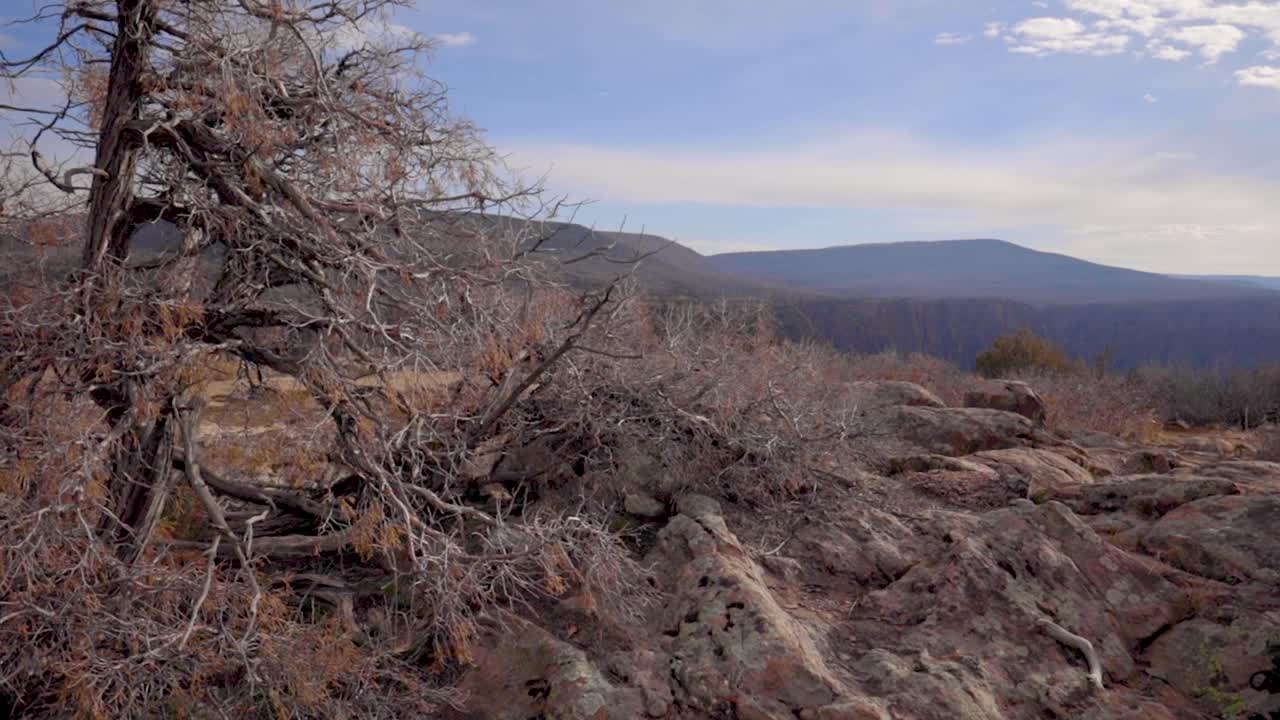 4K Dolly black canyon of the gunnison with Tree
