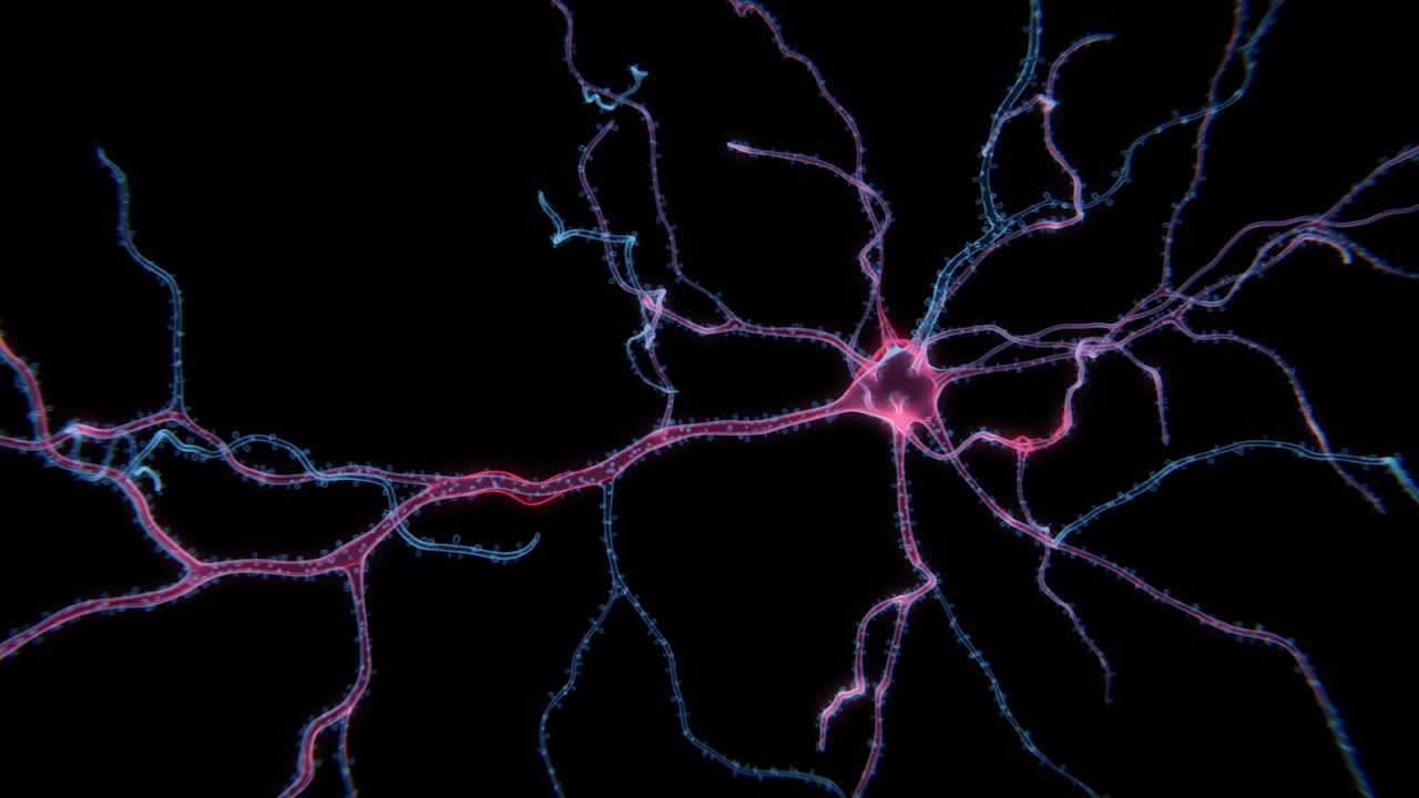 Animation Of The Activity Of Neurons And Synapses | Xray video of Activity Of Neurons