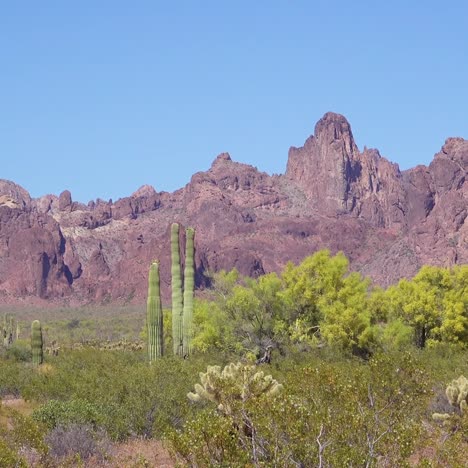 Eine-Wunderschöne-Aufnahme-Von-Kakteen-In-Der-Sonora-Wüste-Fängt-Die-Wüste-Von-Arizona-Perfekt-Ein