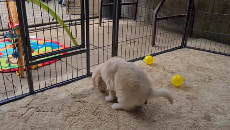 golden retriever puppy defecating on carpet indoors inside dog cage