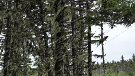 landscape of coniferous forest on cloudy day