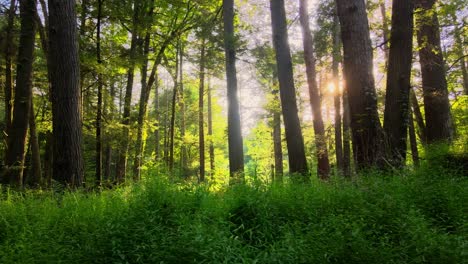 Smooth-drone-video-footage-of-a-magical,-lush,-green-forest-with-beautiful-golden-light-during-summer