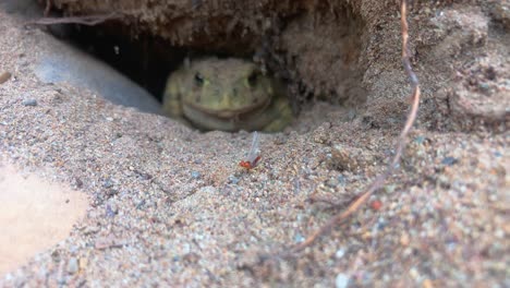 A-mayfly-sits-in-front-of-a-toad-burrow-as-a-Western-toad-watches-it-in-background