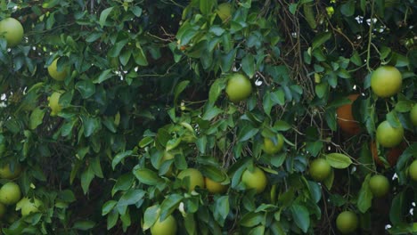 Una-Gran-Cantidad-De-Ombligo-Naranja-Sentado-En-El-árbol-Esperando-Ser-Tirado