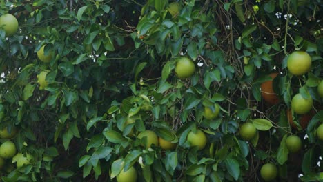 una gran cantidad de ombligo naranja sentado en el árbol esperando ser tirado