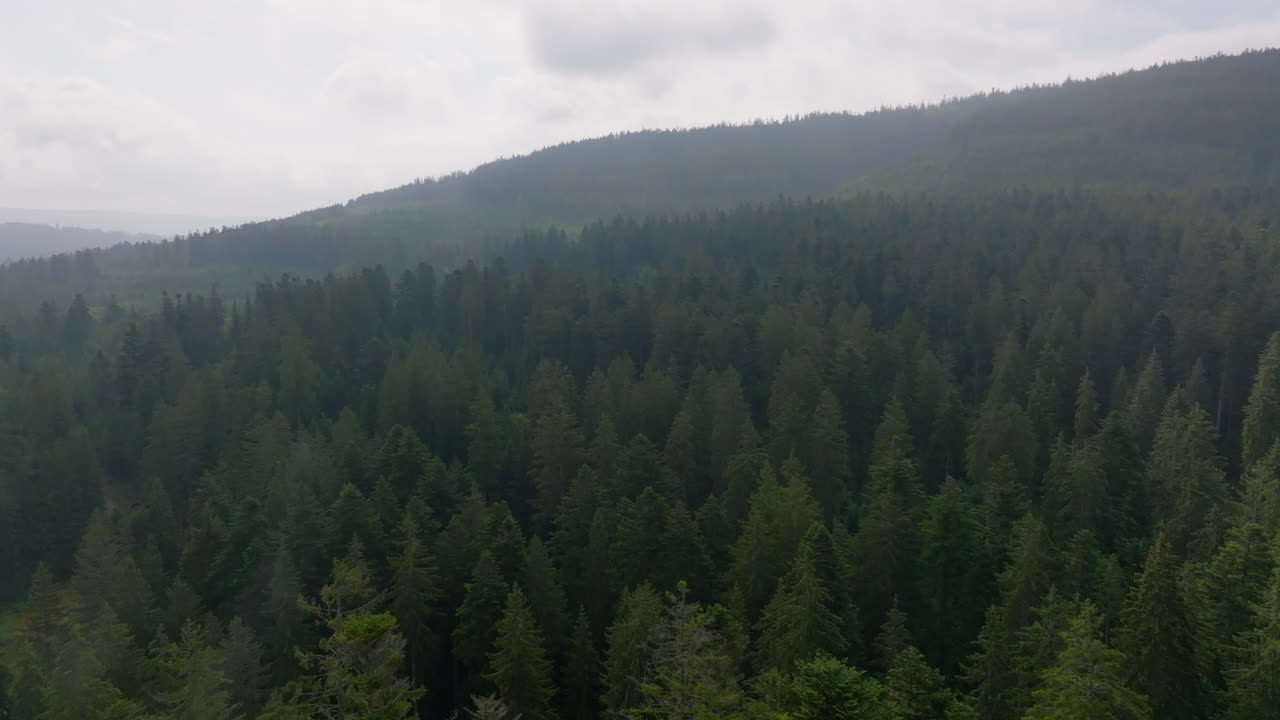 Vista aerea di una foresta nebbiosa su una montagna