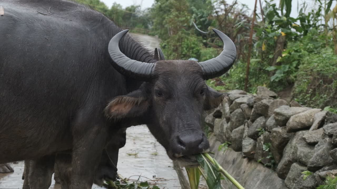 cámara lenta de un búfalo de agua comiendo caña en un día lluvioso