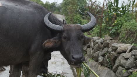 Cámara-Lenta-De-Un-Búfalo-De-Agua-Comiendo-Caña-En-Un-Día-Lluvioso