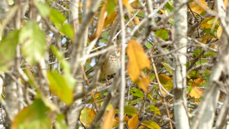 Pájaro-De-Otoño-Marrón-Escondido-Detrás-De-Hojas-De-Color-Amarillo-Debido-Al-Cambio-Estacional