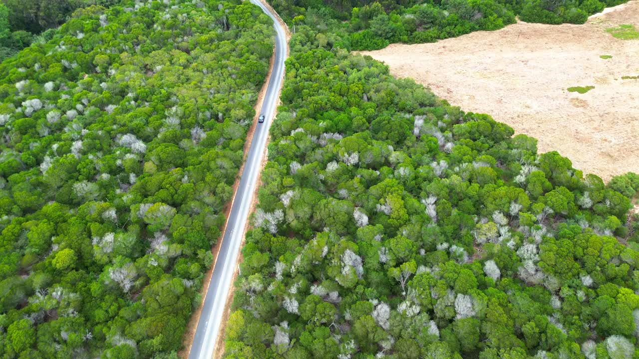vista aérea de una carretera de bosque denso, 4k
