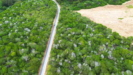 aerial-view-of-dense-forest-highway,-4k