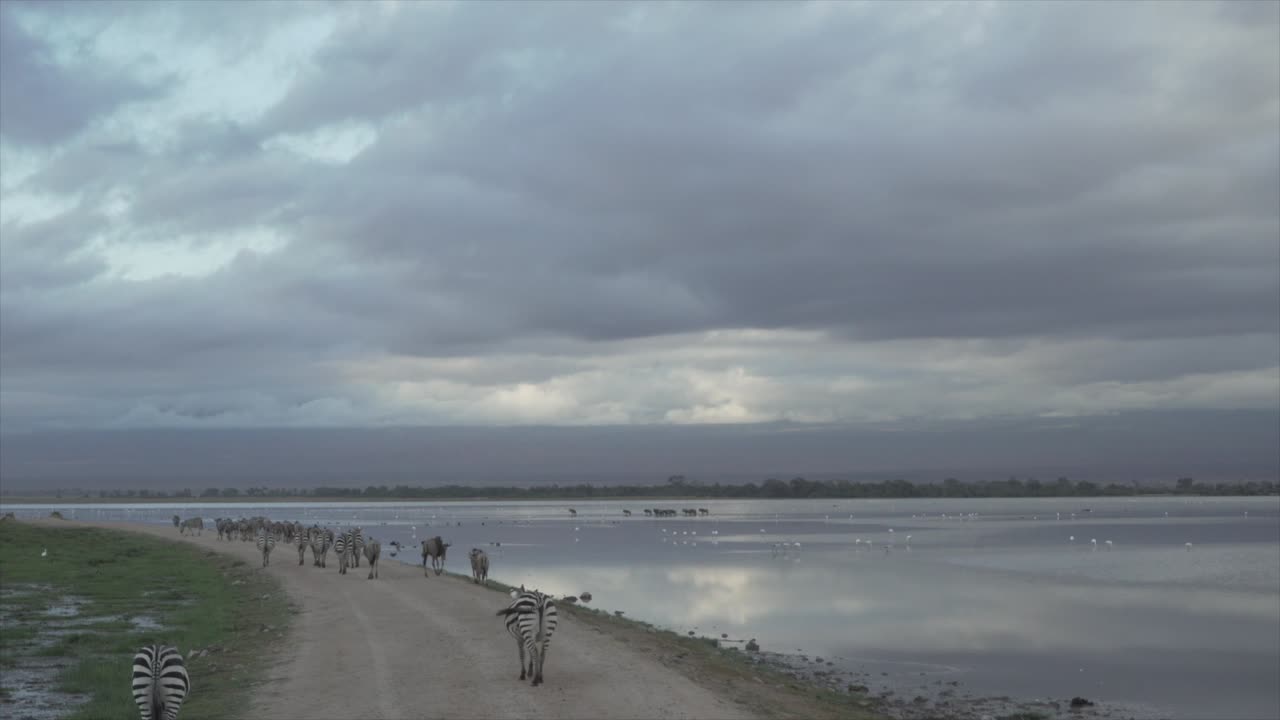 Zebra walking along road in Amboseli National Park, Kenya, Africa