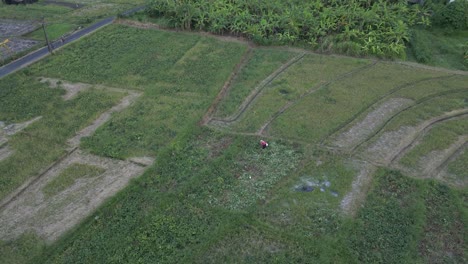 Lone-Asian-farmer-picks-produce-in-agriculture-field,-aerial-view