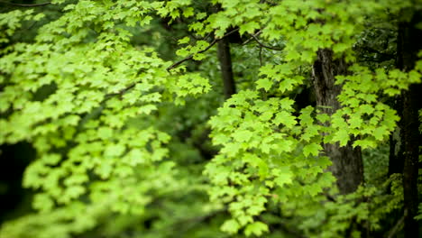 Esta-Es-Una-Toma-De-Un-árbol-Que-Parece-Estar-Respirando