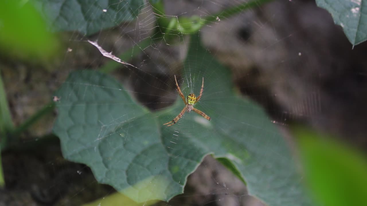 ⁇ 어리 거미 아르기오페 아나수자 (argiope anasuja) 가 먹이를 기다리고 있다