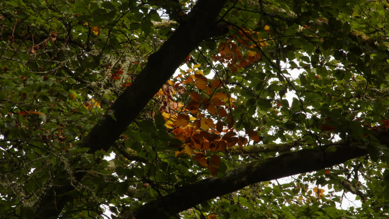 disparo medio mirando hacia arriba el dosel del árbol de un roble que comienza a volverse naranja en otoño