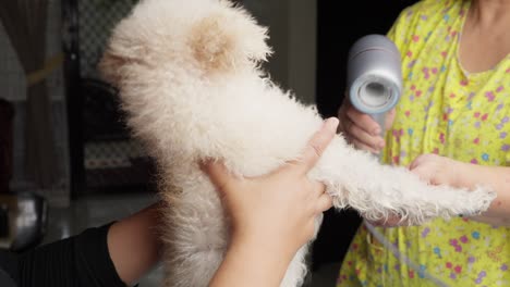 pet owner blow drying toy poodle after bath