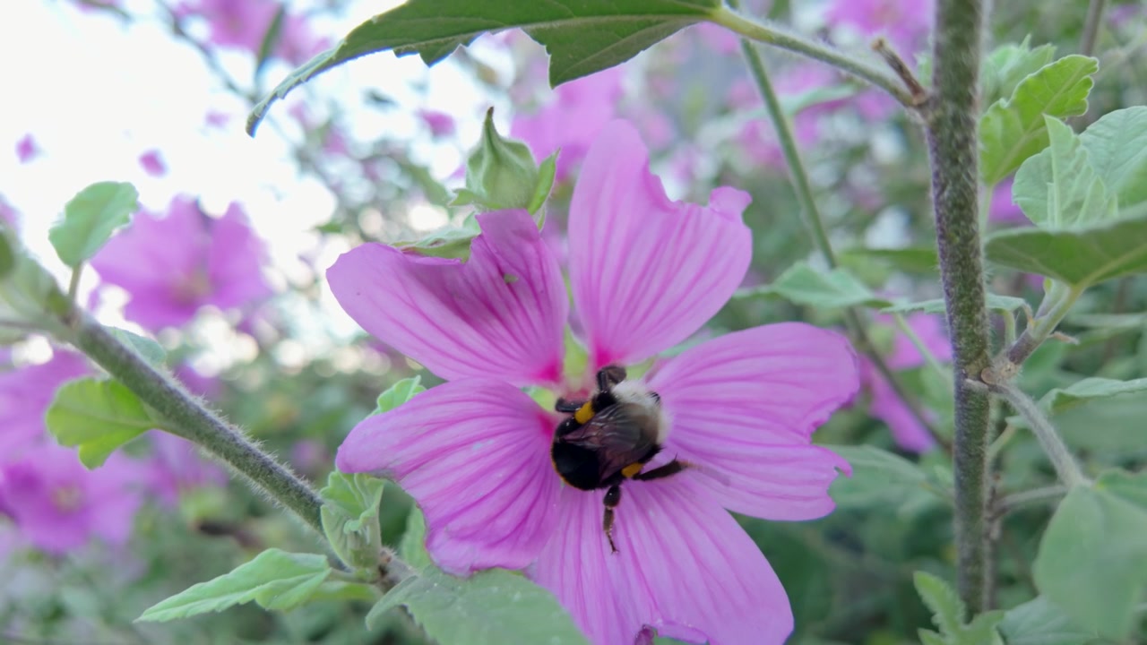 Bumblebee gathers nectar from a vibrant pink flower in a lush garden on a sunny day