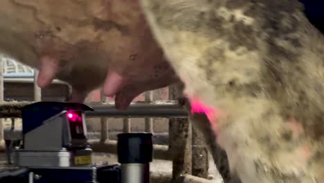 milking robot working on a cow.
