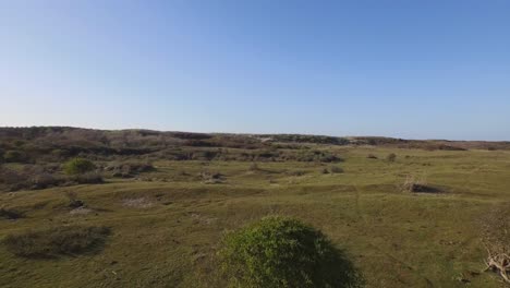 Aus-Der-Luft:-Das-Dünennaturschutzgebiet-Von-Oostkapelle-Mit-Weidenden-Ponys