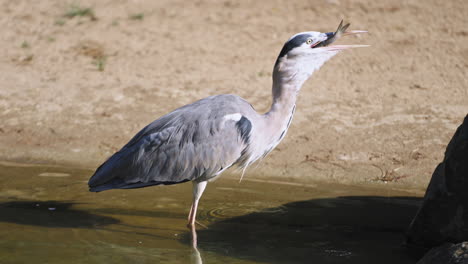 grey heron (ardea cinerea) catches fish in shallow water - closeup