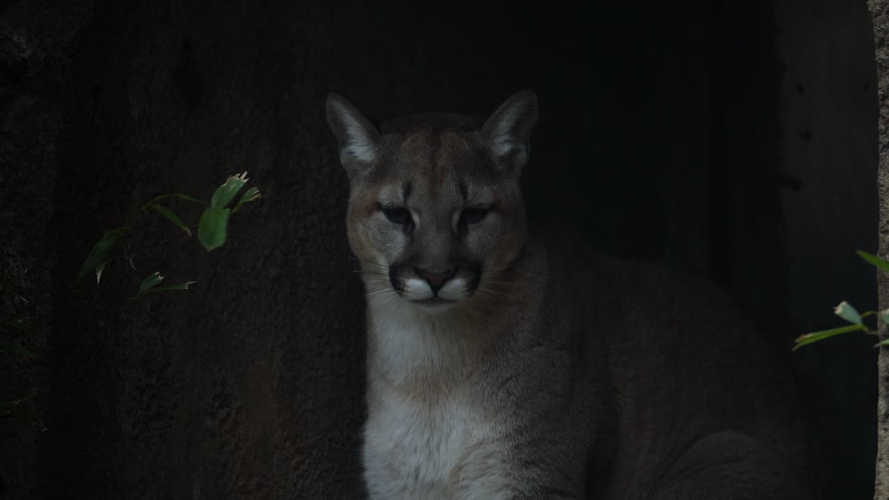 Puma en las sombras esperando a su presa
