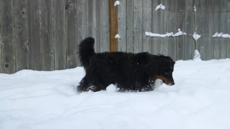 pastor australiano husmeando en la nieve que cae