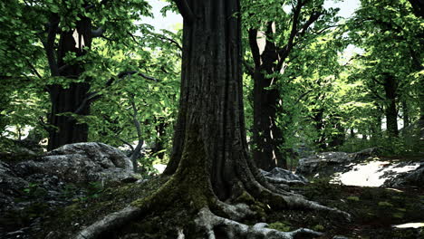 tree roots and sunshine in a green forest