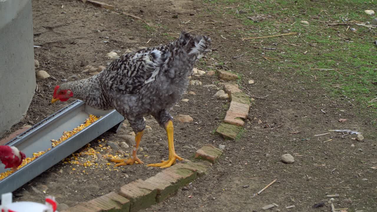 Close-up of a black and white barring patterned Plymouth Rock chicken pecking corn off the ground in Puszta, Hungary