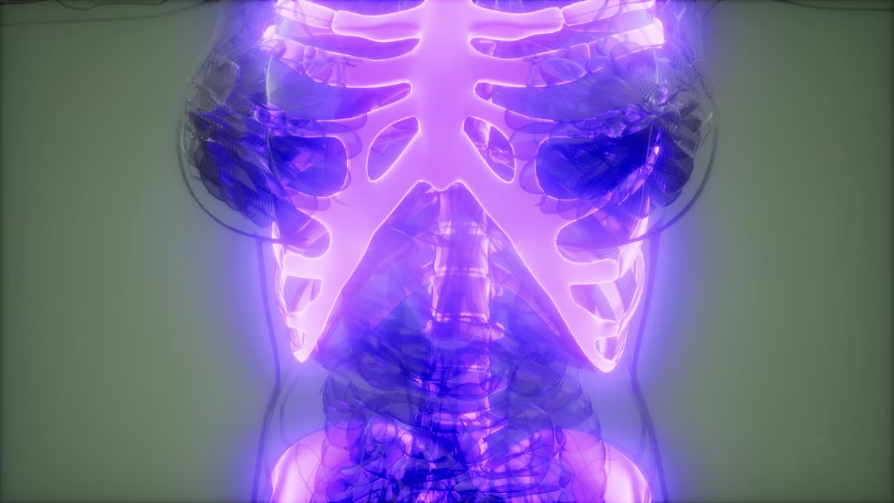 прозрачное человеческое тело с видимыми костями