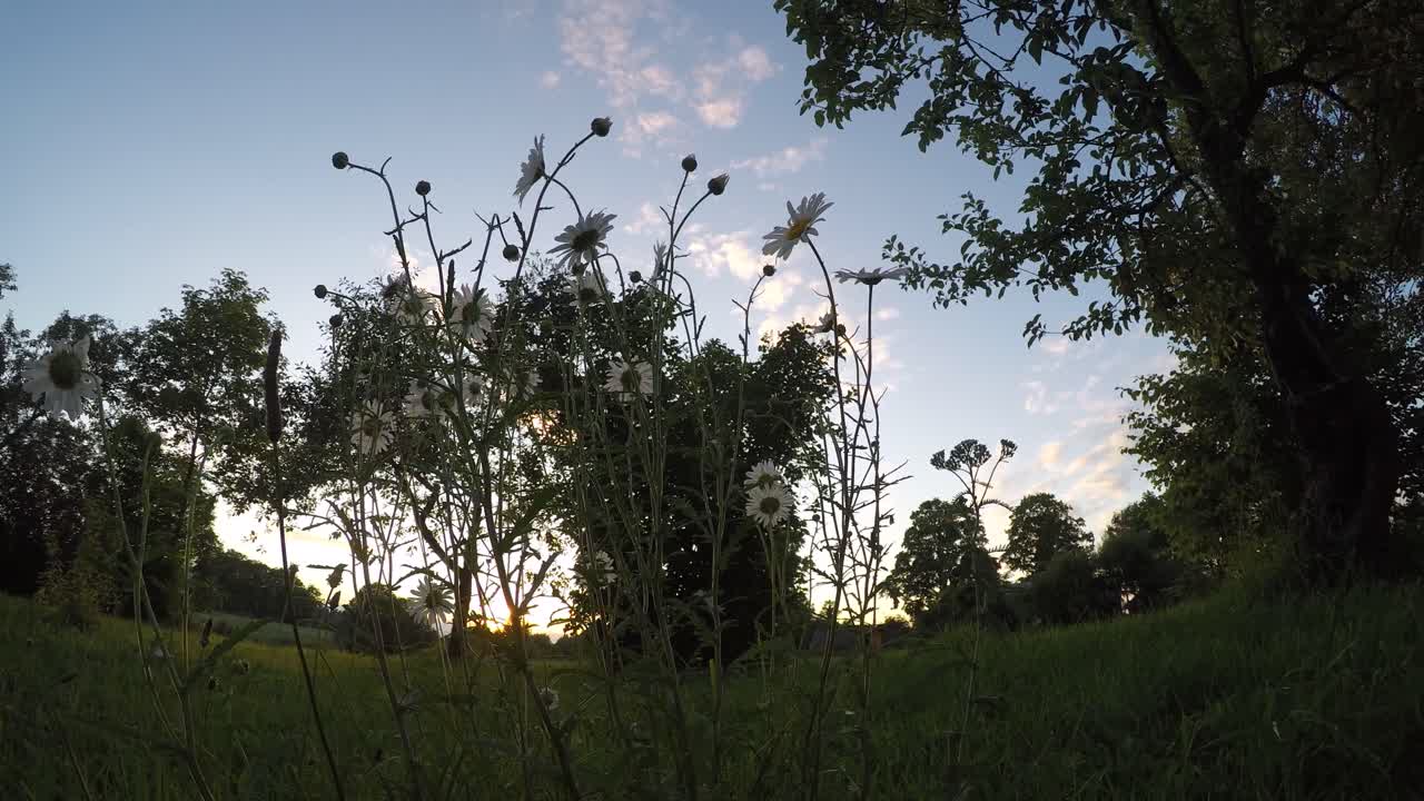 lapso de tiempo de camomille de ángulo de visión bajo en la luz del atardecer