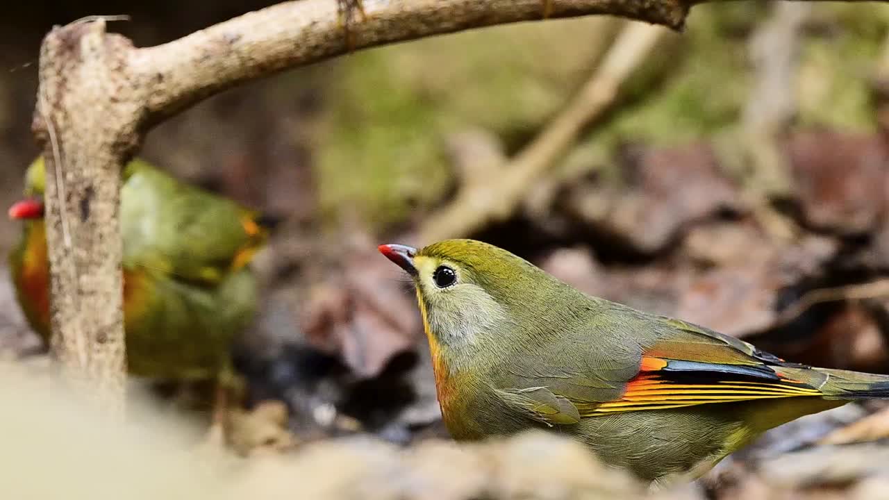 Nítida clareza natural revelando detalhes finos das penas entre indivíduos densamente agrupados.