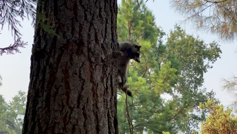 still shot, cute raccoon clinging to side of pine tree looks around