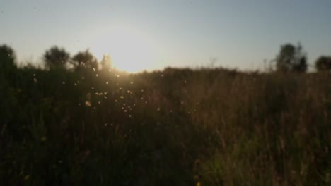 sunset over a field with insects