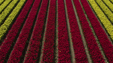 long lines of vivid colored tulip flowers, on a sunny, spring day - aerial view